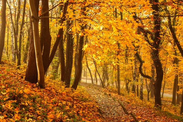 Automne saison arbres colorés dans le parc — Photo