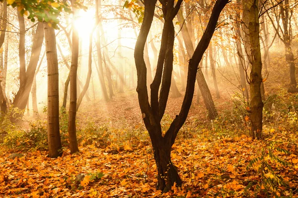 Rayos de sol místicos entre árboles — Foto de Stock