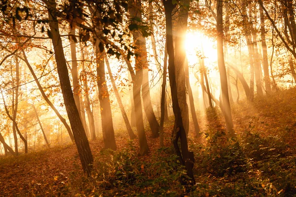 Mystische Sonnenstrahlen zwischen Bäumen — Stockfoto