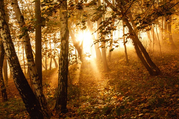 Rayos de sol místicos entre árboles — Foto de Stock