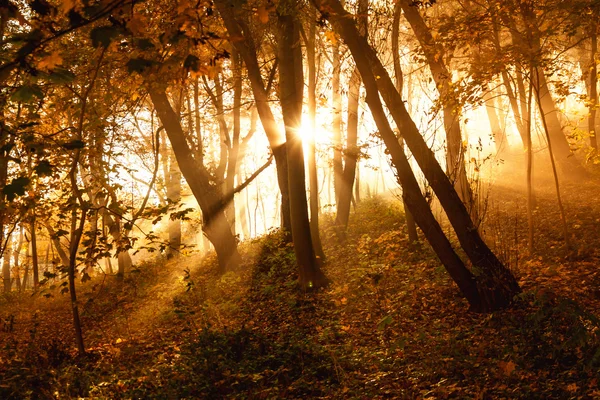 Rayons de soleil mystiques entre les arbres — Photo