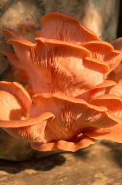 Goergous taze pembe istiridye gurme yenilebilir mantar arka planı