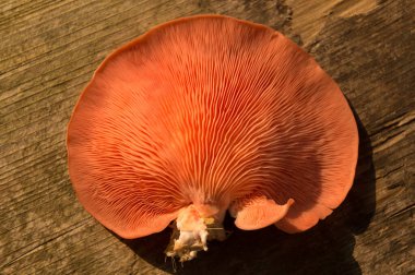 Goergous taze pembe istiridye gurme yenilebilir mantar arka planı