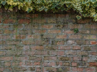 Tırmanan Sarmaşıklı Eski Tuğla Duvar