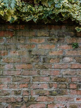 Tırmanan Sarmaşıklı Eski Tuğla Duvar