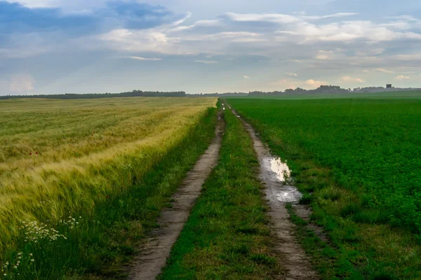 Corn and weath field dirt road with clouds — Stock Photo, Image