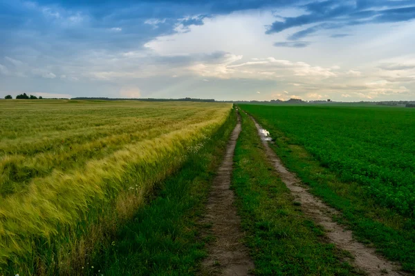 Corn and weath field dirt road with clouds — Stock Photo, Image