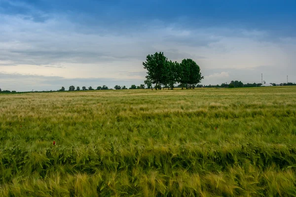 Summer Landscape with wheat field and clouds — Stock Photo, Image