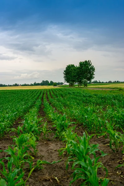 Campo de maíz camino de tierra con nubes —  Fotos de Stock