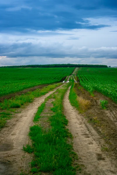 Milho e weath campo estrada de terra com nuvens — Fotografia de Stock