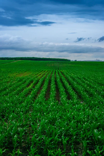 Campo di mais strada sterrata con nuvole — Foto Stock