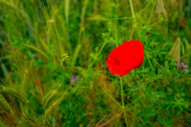 Yağ tohum buğday alanları haşhaş kırmızı çiçekler