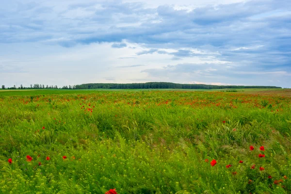 Red poppy flowers in the oil seed wheat fields — Stock Photo, Image