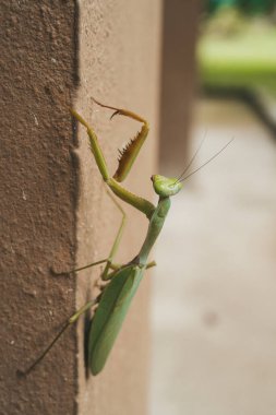 Duvarda peygamberdevesi avlamak, koh Phangan Tayland