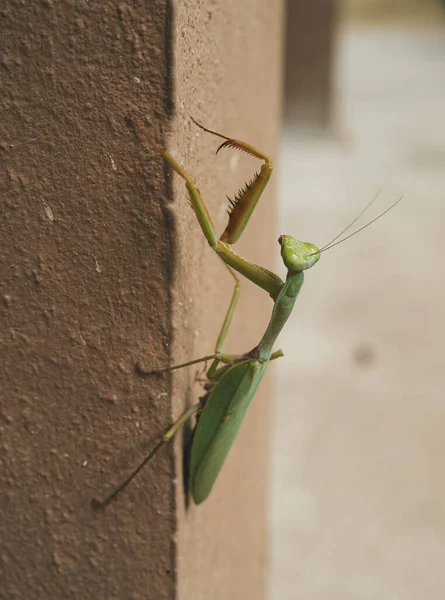 Mantide Predatore Sul Muro Koh Phangan Thailandia — Foto Stock