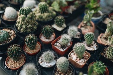 Çeşitli türlerde güzel kaktüsler ve pazarda satılık sulu.