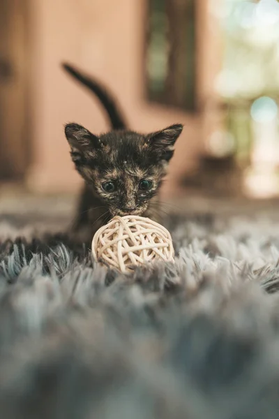 Primer Plano Lindo Gatito Tricolor Acostado Una Alfombra Esponjosa —  Fotos de Stock