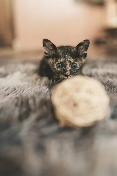 Primer Plano Lindo Gatito Tricolor Acostado Una Alfombra Esponjosa — Foto de Stock