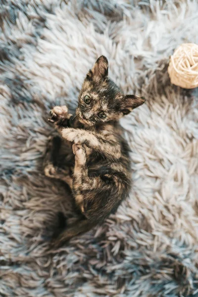 Gros Plan Mignon Chaton Tricolore Couché Sur Tapis Moelleux — Photo