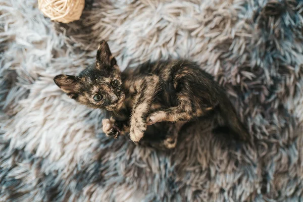 Primer Plano Lindo Gatito Tricolor Acostado Una Alfombra Esponjosa — Foto de Stock