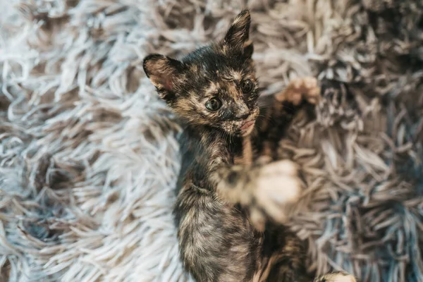 Close Niedliche Tricolor Kätzchen Auf Einem Flauschigen Teppich Liegend — Stockfoto