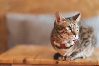 Bengal Kedisi masada oturuyor.