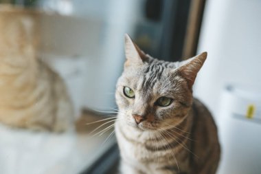 Çizgili bir kedinin portresi