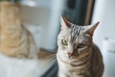 Çizgili bir kedinin portresi