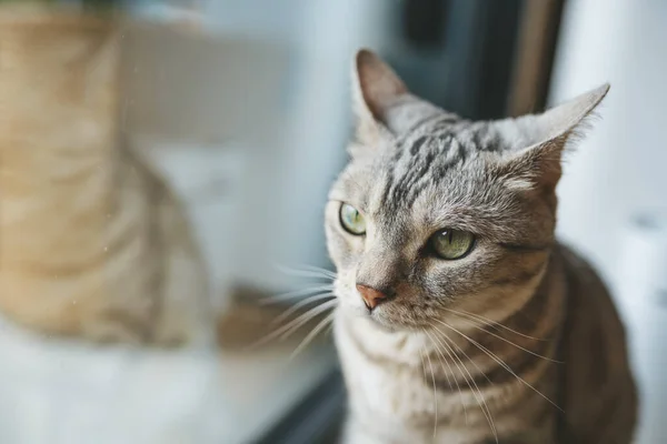 Portrait d'un chat rayé — Photo