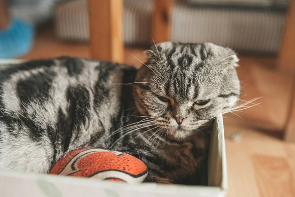 猫在猫咖啡馆的盒子里 — 图库照片