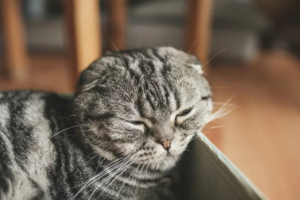 Chat dans une boîte dans un café de chat — Photo