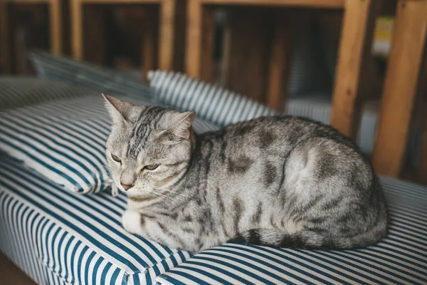 Portrait of a cat sleeping — Stock Photo, Image