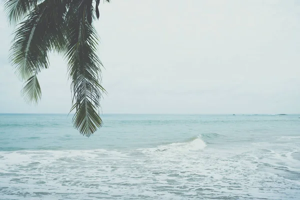 Summer landscape on the beach. Palm tree and blue sea and clear sand beach in cloudy day