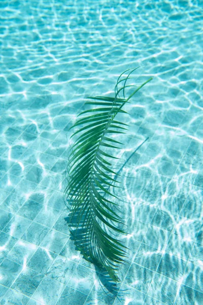 棕榈叶漂浮在游泳池底部的棕榈叶 — 图库照片