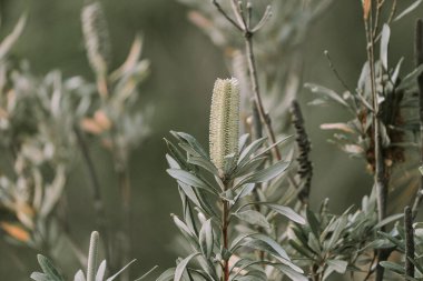 Banksia aemula şişe fırçası çiçeği yakından. Bulanık arkaplan