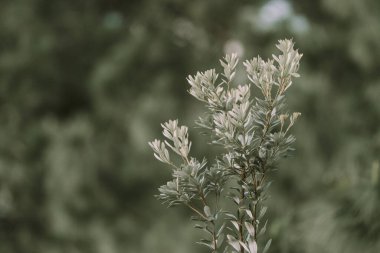 Banksia aemula şişe fırçası çiçeği yakından. Bulanık arkaplan