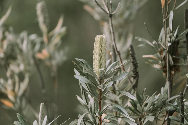Banksia Aemula Bunga Sikat Botol Close Latar Belakang Kabur — Stok Foto
