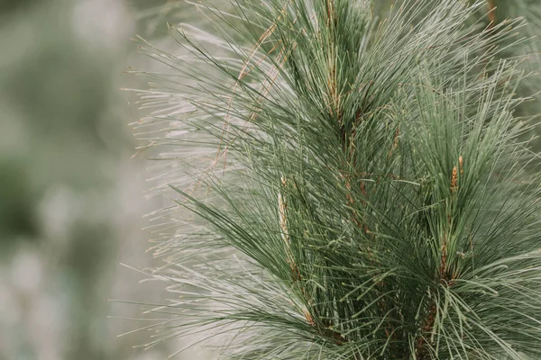 Cone Red Pine Latar Belakang Kabur — Stok Foto