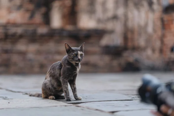 Cat Siedzi Starożytnych Kamieniach Sukhothai Historical Park Tajlandia — Zdjęcie stockowe