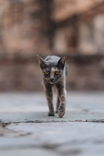 Katze Sitzt Auf Uralten Steinen Sukhothai Historical Park Thailand — Stockfoto