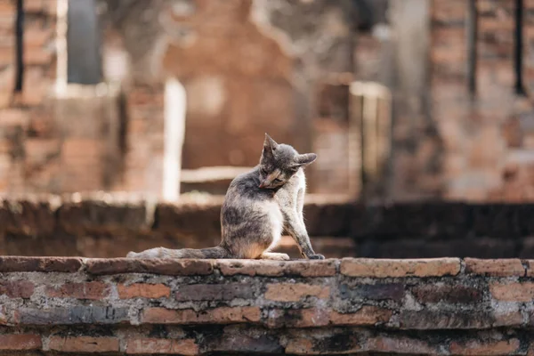 Katze Sitzt Auf Uralten Steinen Sukhothai Historical Park Thailand — Stockfoto