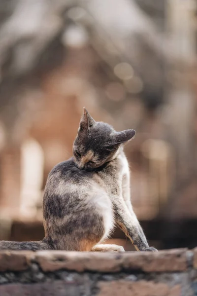 Cat Está Sentado Piedras Antiguas Parque Histórico Sukhothai Tailandia —  Fotos de Stock