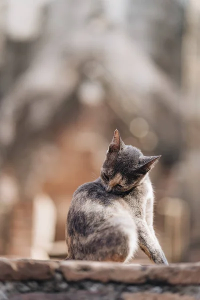 Katze Sitzt Auf Uralten Steinen Sukhothai Historical Park Thailand — Stockfoto