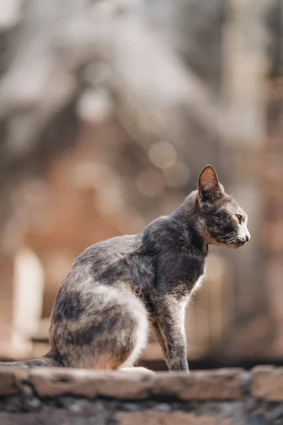 Katze Sitzt Auf Uralten Steinen Sukhothai Historical Park Thailand — Stockfoto