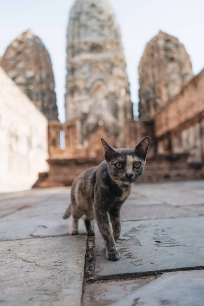 Kat Zit Oude Stenen Sukhothai Historical Park Thailand — Stockfoto