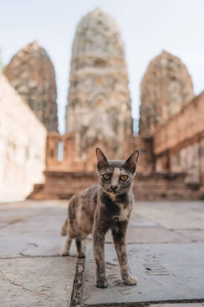 Kat Zit Oude Stenen Sukhothai Historical Park Thailand — Stockfoto