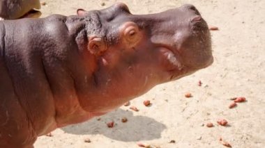 Göldeki su aygırları. Chiang Mai, Tayland