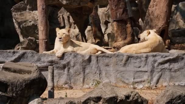 White lions in Chiang Mai zoo — Stock Video