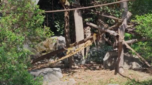 Südamerikanische Eichhörnchen-Affen rennen im Zoo auf einen Baum. — Stockvideo