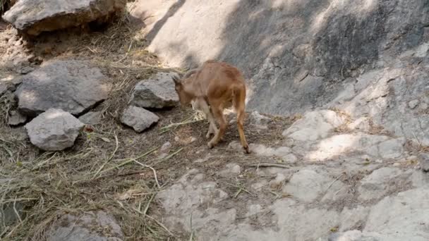 Ovejas berberiscas en el zoológico de Chiang Mai — Vídeos de Stock
